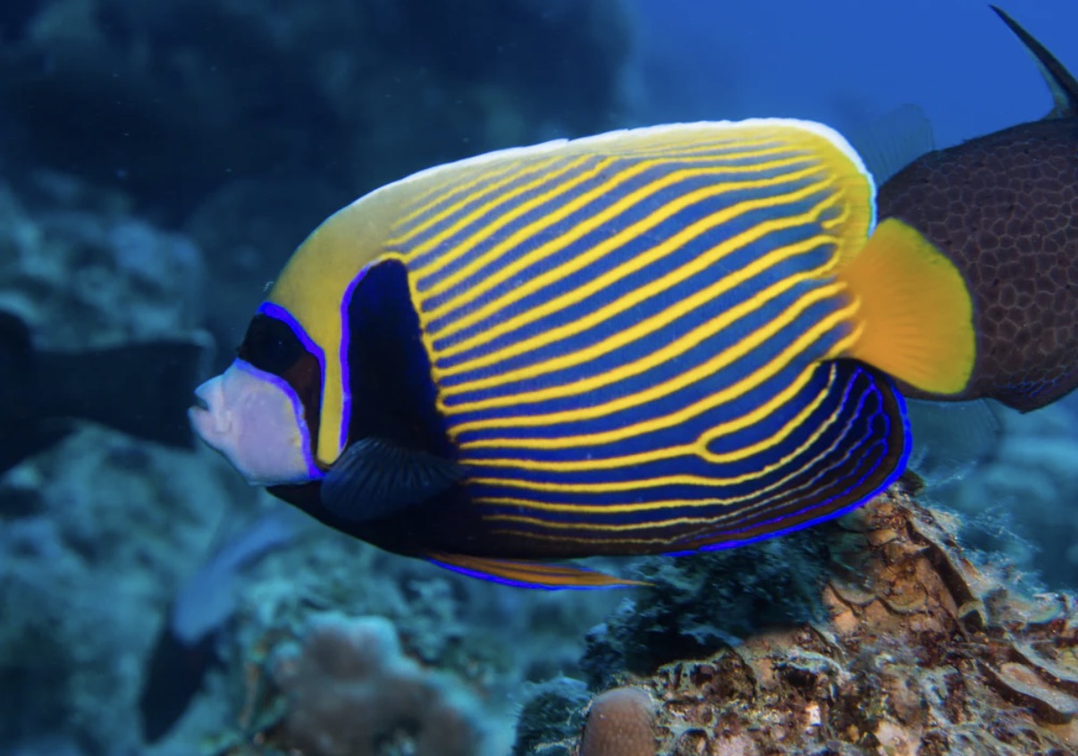Marine Angelfish