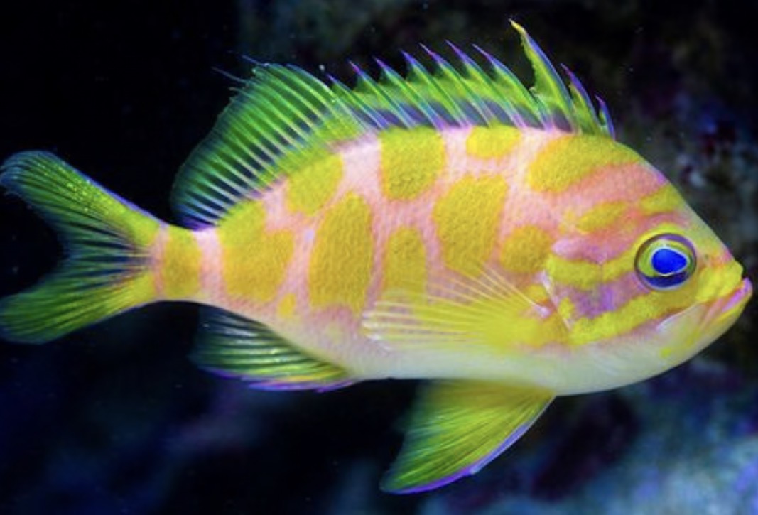 Anthias