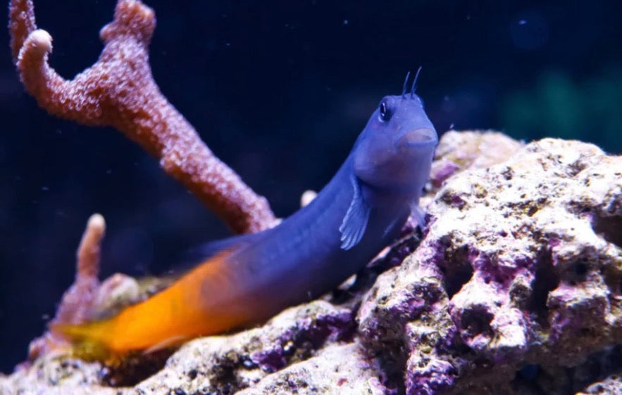 Blennies