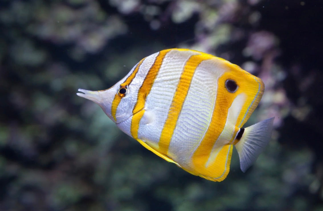Butterfly fish (EXPERT ONLY)