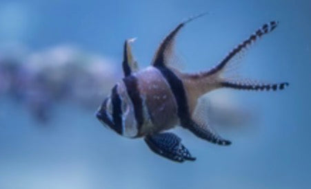 Cardinalfish