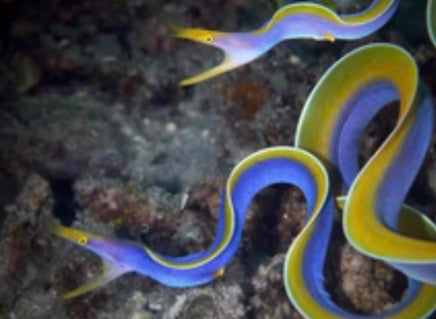 Eels