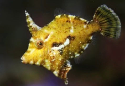 Filefish