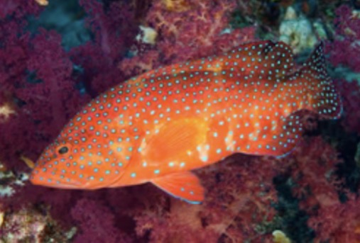 Groupers