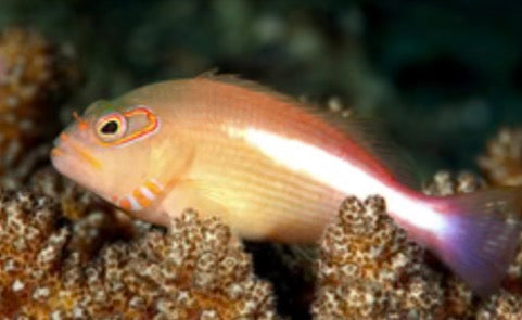 Hawkfish