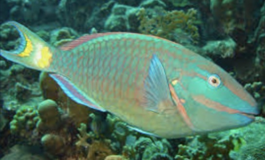 Parrotfish
