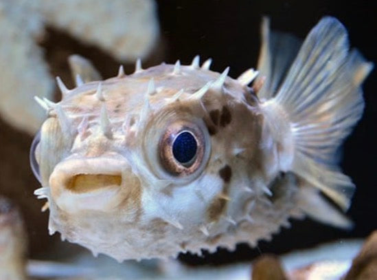 Pufferfish