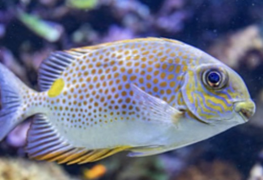 Rabbitfish