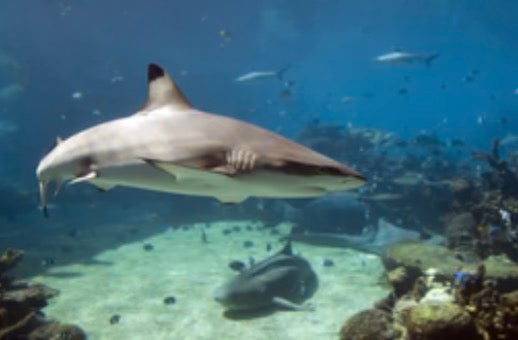 Sharks (EXPERT ONLY)