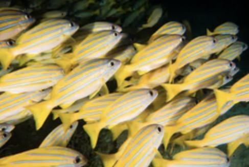 Snappers