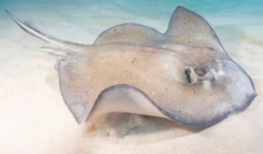 Stingrays (EXPERT ONLY)