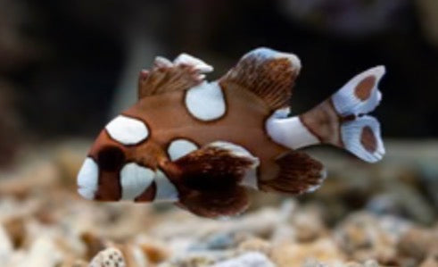 Sweetlips