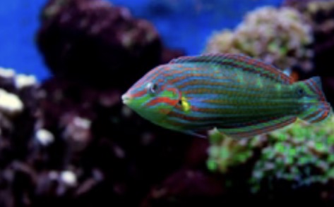 Wrasses