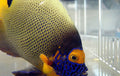 (SPECIAL ORDER) Blueface Angel (WYSIWYG)