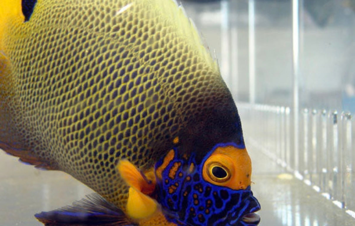 (SPECIAL ORDER) Blueface Angel (WYSIWYG)