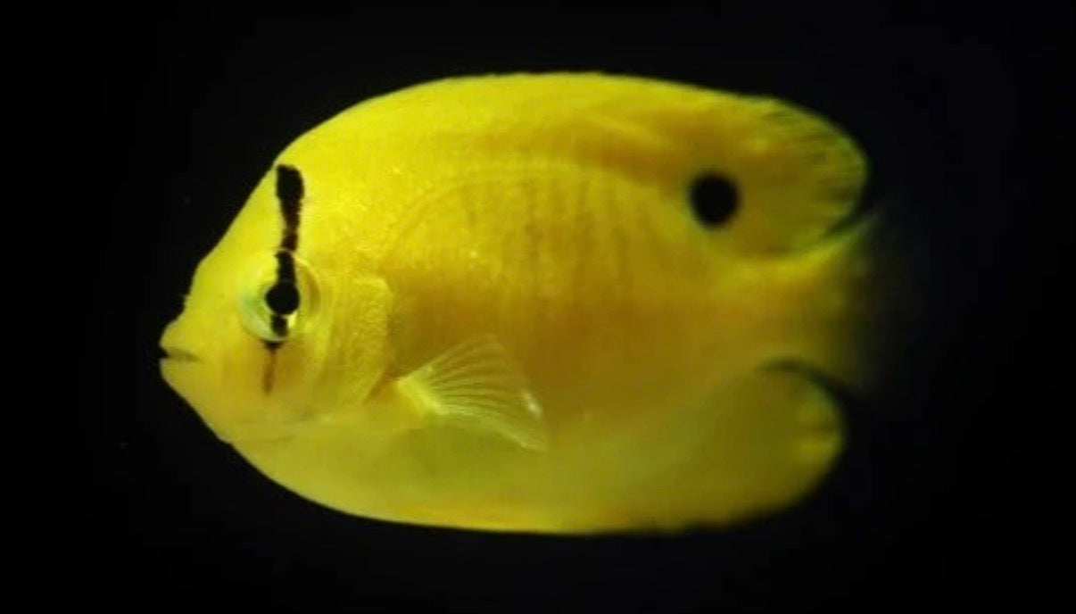 (SPECIAL ORDER) Flagfin Angelfish
