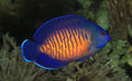 (SPECIAL ORDER) Coral Beauty Angelfish