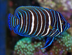 (SPECIAL ORDER) Blueface Angel (WYSIWYG)