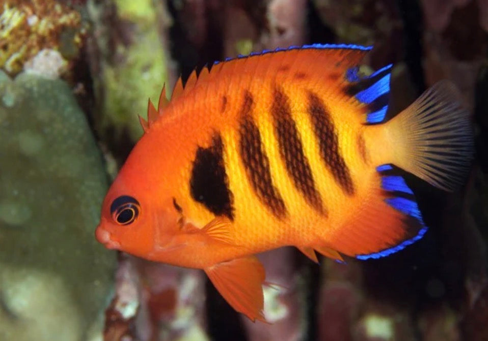 (SPECIAL ORDER) Flame Angelfish (XMAS)