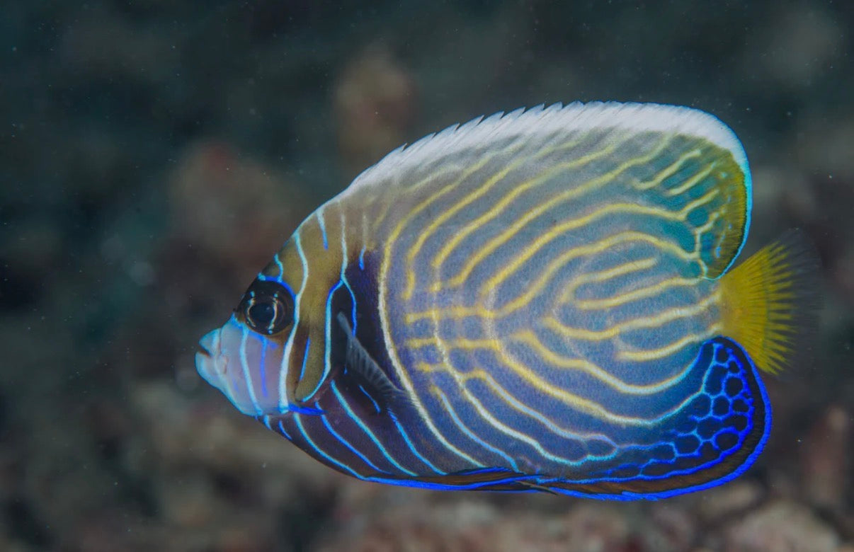 (SPECIAL ORDER) Emperor Angelfish
