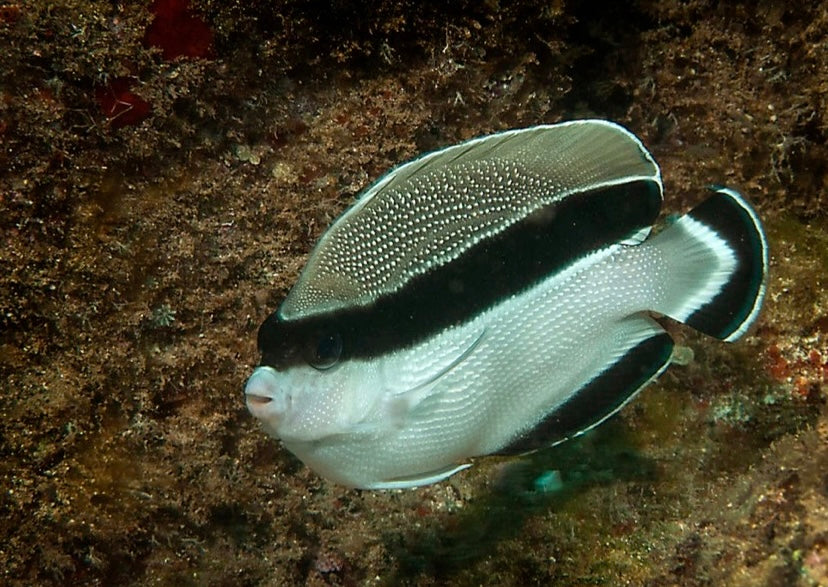 (SPECIAL ORDER) Banded Angel