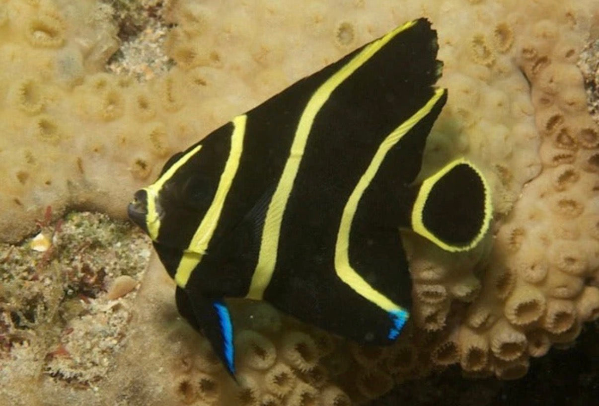 (SPECIAL ORDER) French Angel (Juvenile)