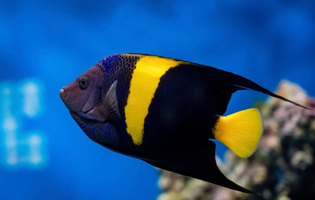 (SPECIAL ORDER) Asfur angel