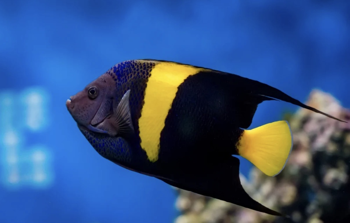 (SPECIAL ORDER) Asfur angel