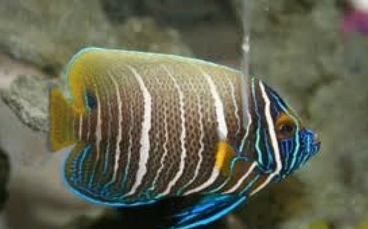 (SPECIAL ORDER) Blueface Angel (WYSIWYG)