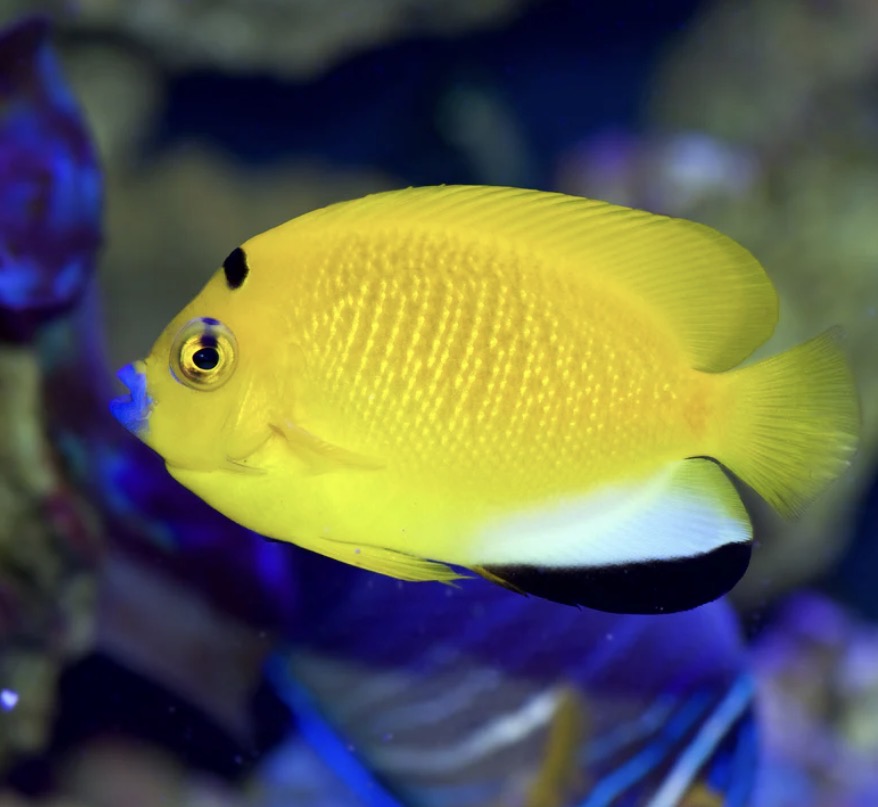 (SPECIAL ORDER) Flagfin Angelfish