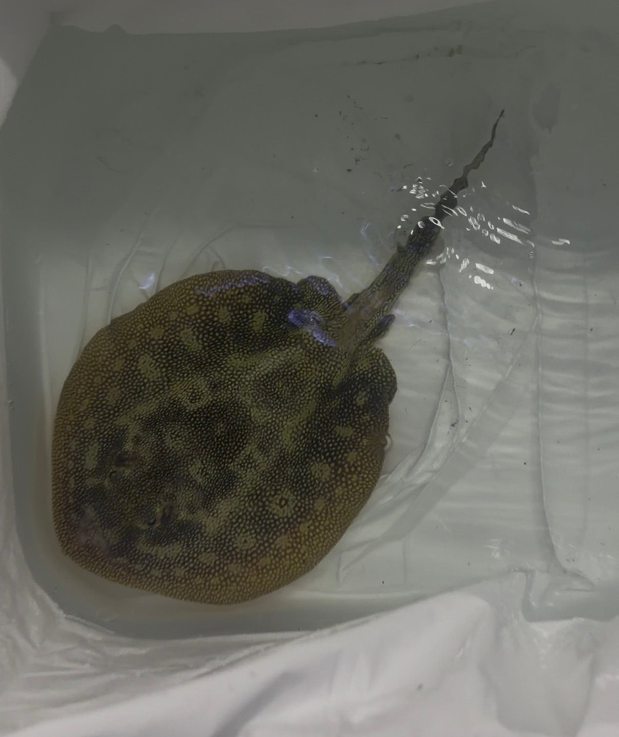 Yellow stingray (EXPERT ONLY)