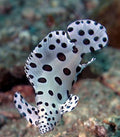 Panther Grouper