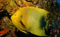 (SPECIAL ORDER) Africunus Angel: Juvenile
