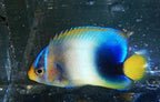 (SPECIAL ORDER) Africunus Angel: Juvenile