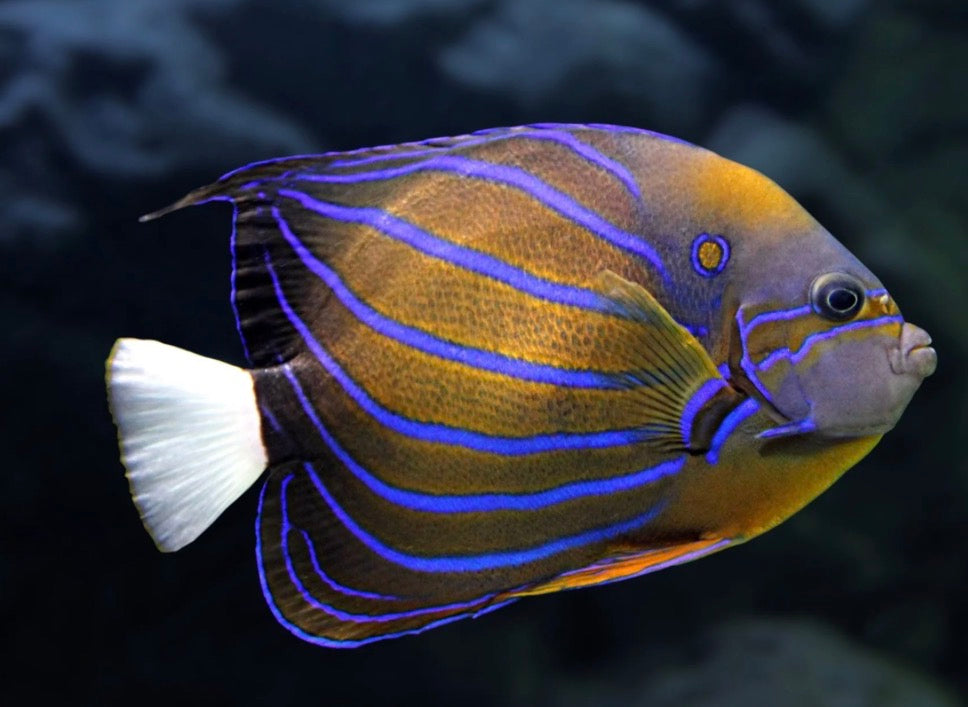 (SPECIAL ORDER) Annularis angelfish