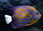 (SPECIAL ORDER) Annularis angelfish