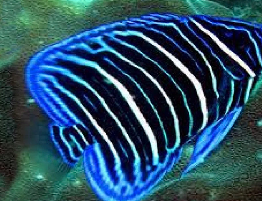 (SPECIAL ORDER) Annularis angelfish