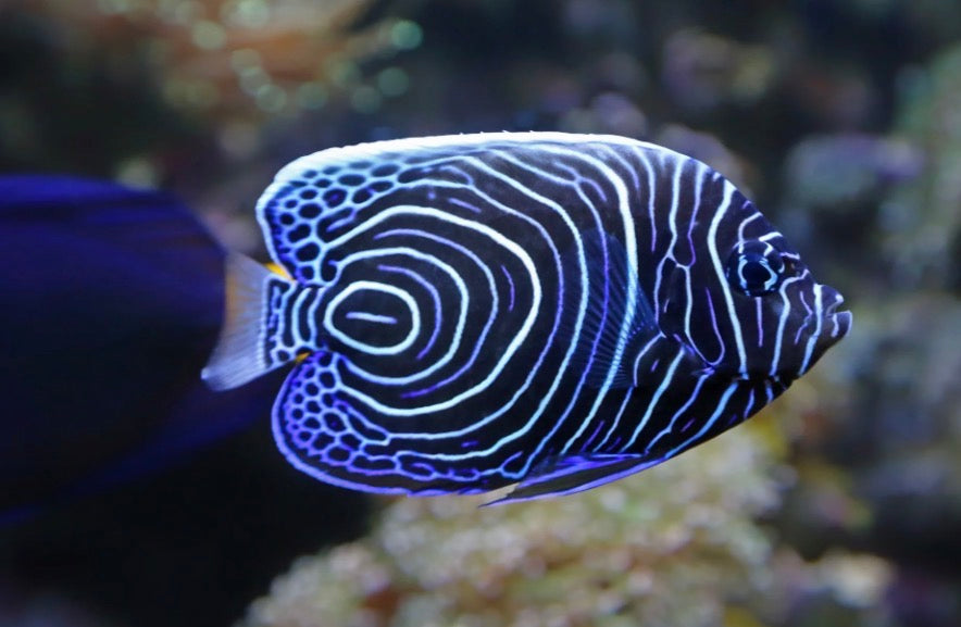 (SPECIAL ORDER) Emperor Angelfish