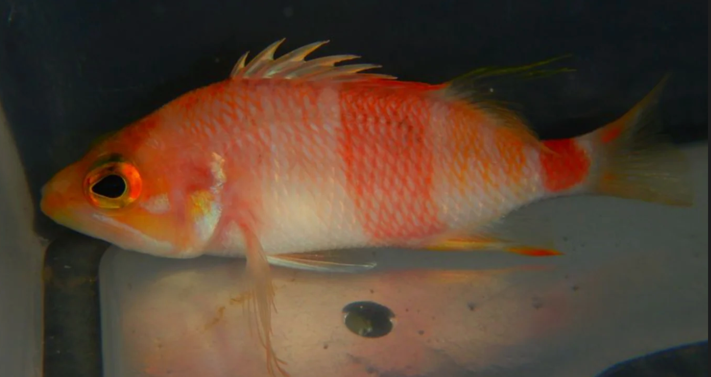 (SPECIAL ORDER) Azuma Anthias (EXPERT ONLY)