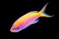 (SPECIAL ORDER) Bartlett’s Anthias: Female (EXPERT ONLY)