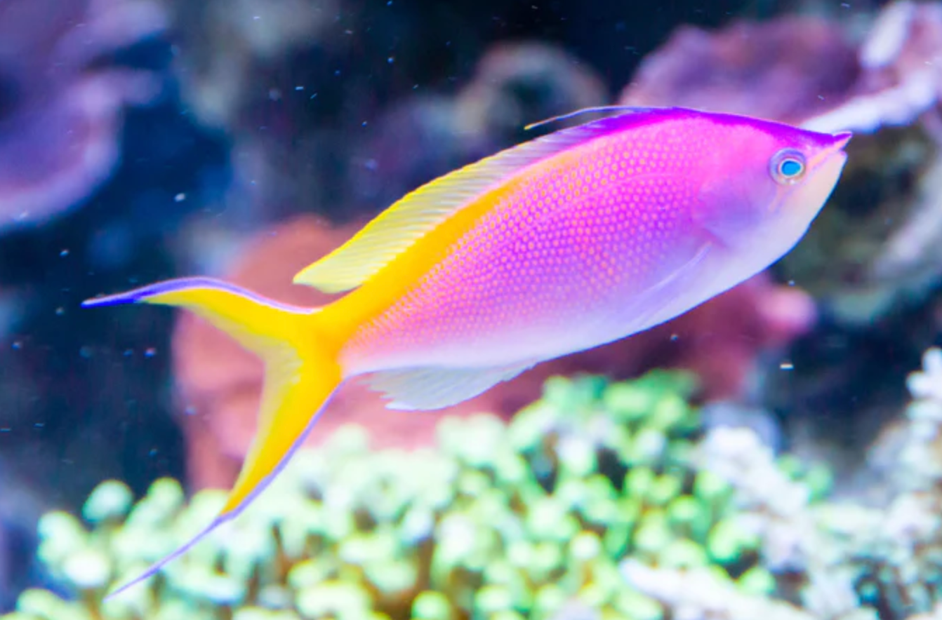 (SPECIAL ORDER) Bartletts Anthias: Male (EXPERT ONLY)