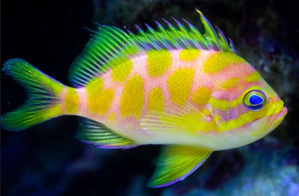 (SPECIAL ORDER) Blotchy Anthias (EXPERT ONLY)