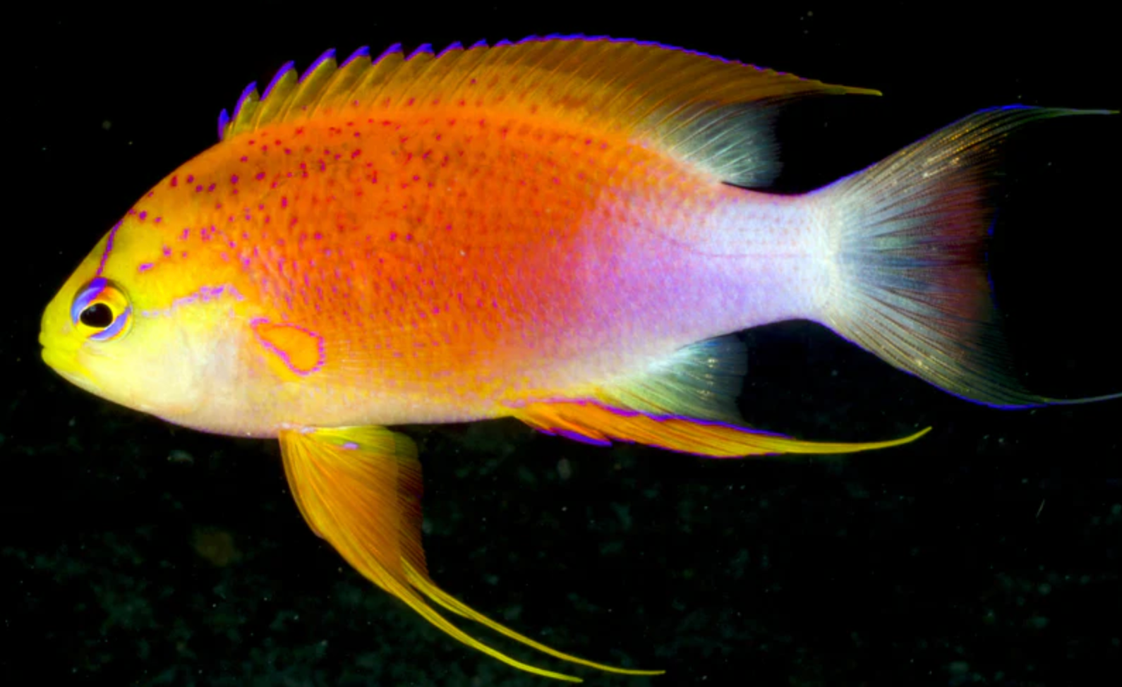 (SPECIAL ORDER) Long fin Anthias (EXPERT ONLY)