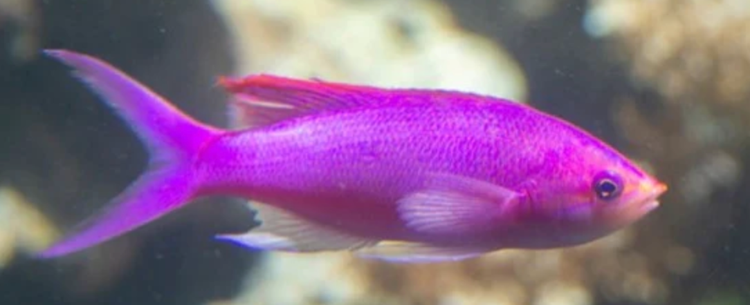 (SPECIAL ORDER) Pascalus Anthias (EXPERT ONLY)