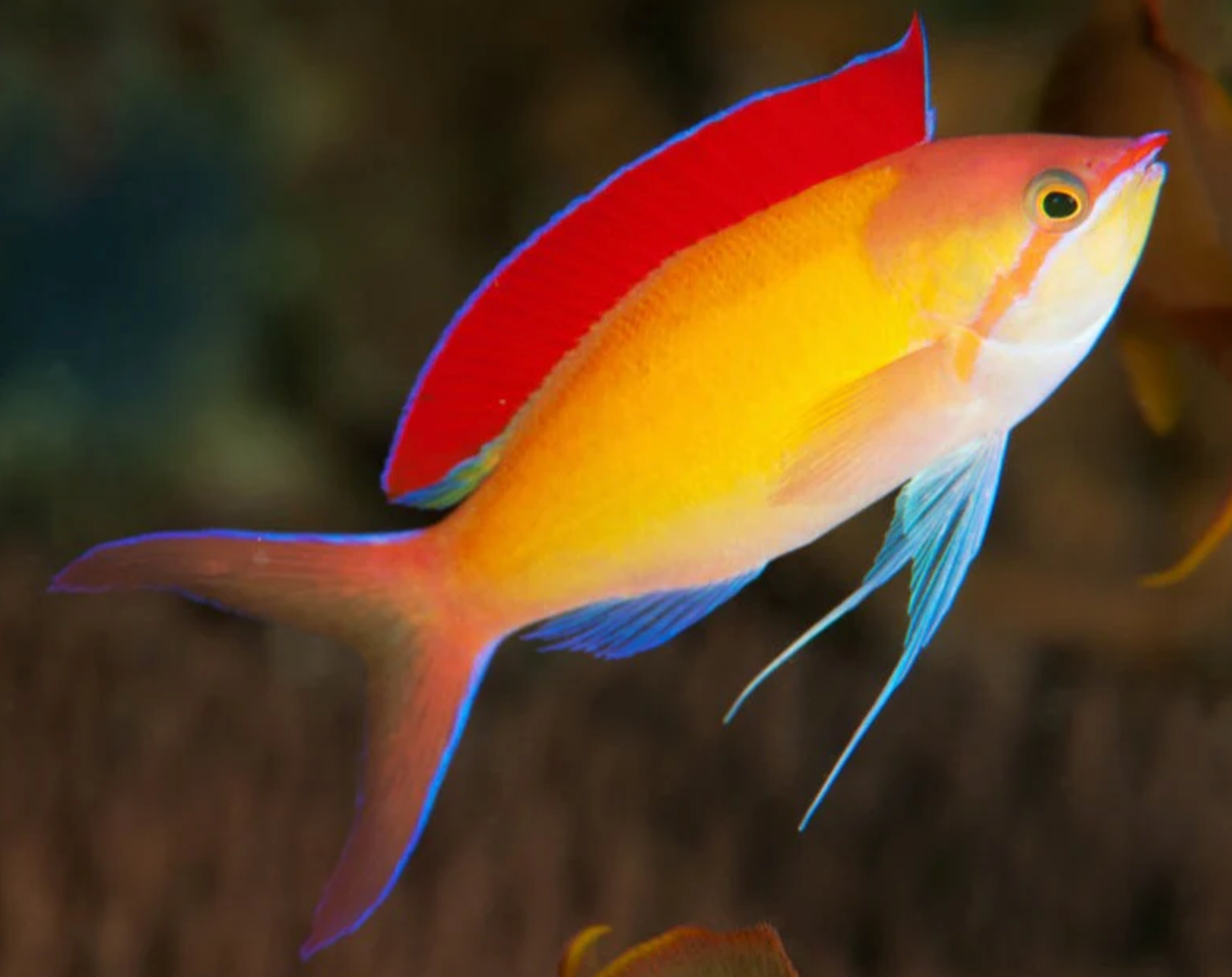 (SPECIAL ORDER) Dispar Anthias (EXPERT ONLY)