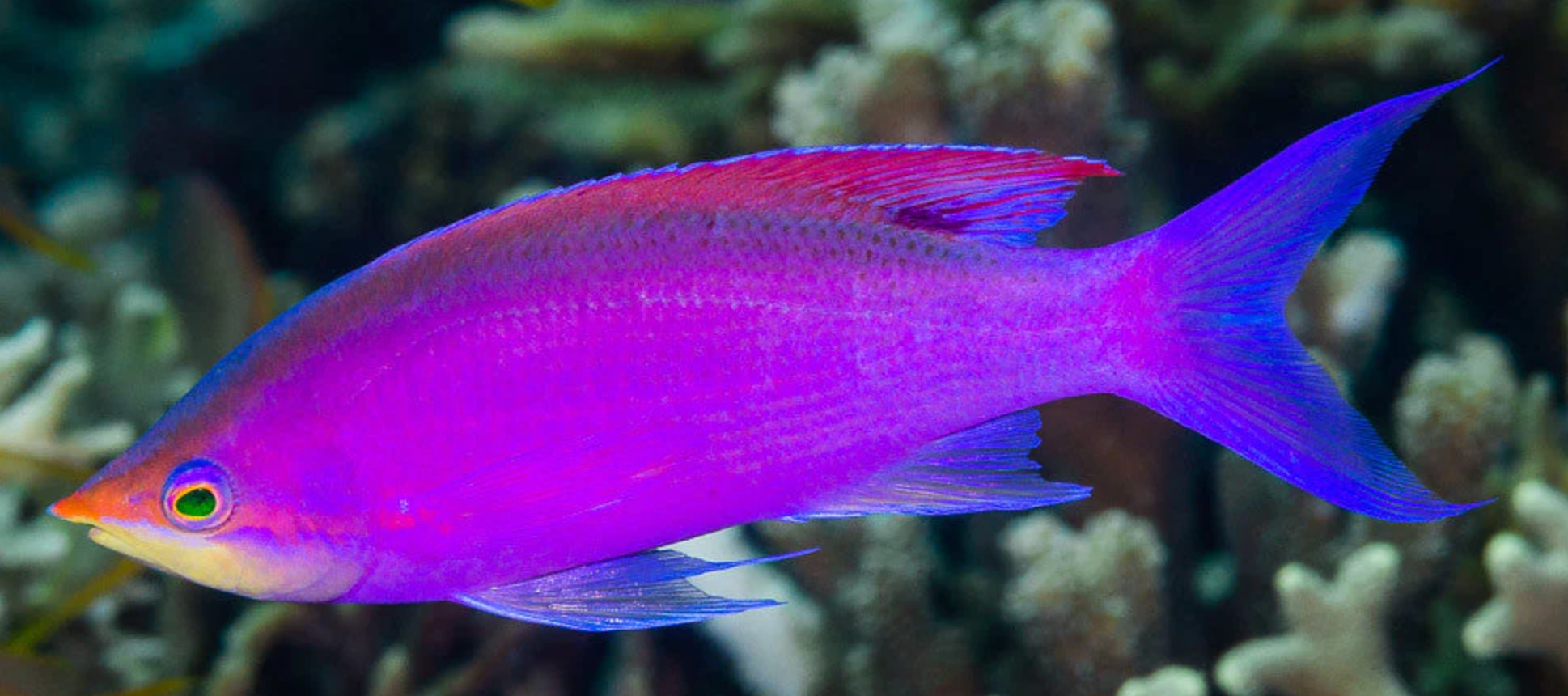 (SPECIAL ORDER) Purple Queen Anthias (EXPERT ONLY)