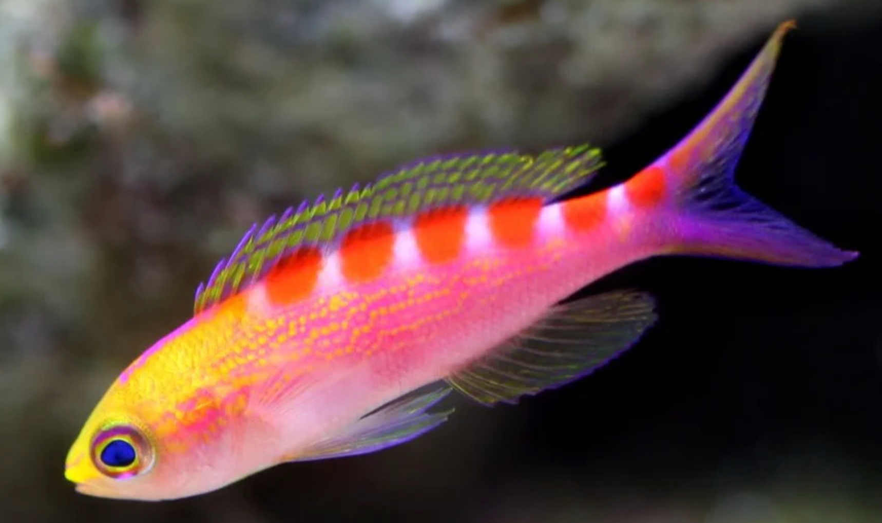 (SPECIAL ORDER) Saddle Anthias