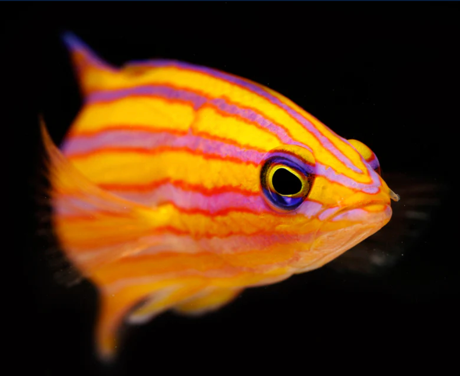 (SPECIAL ORDER) Candy Basslet