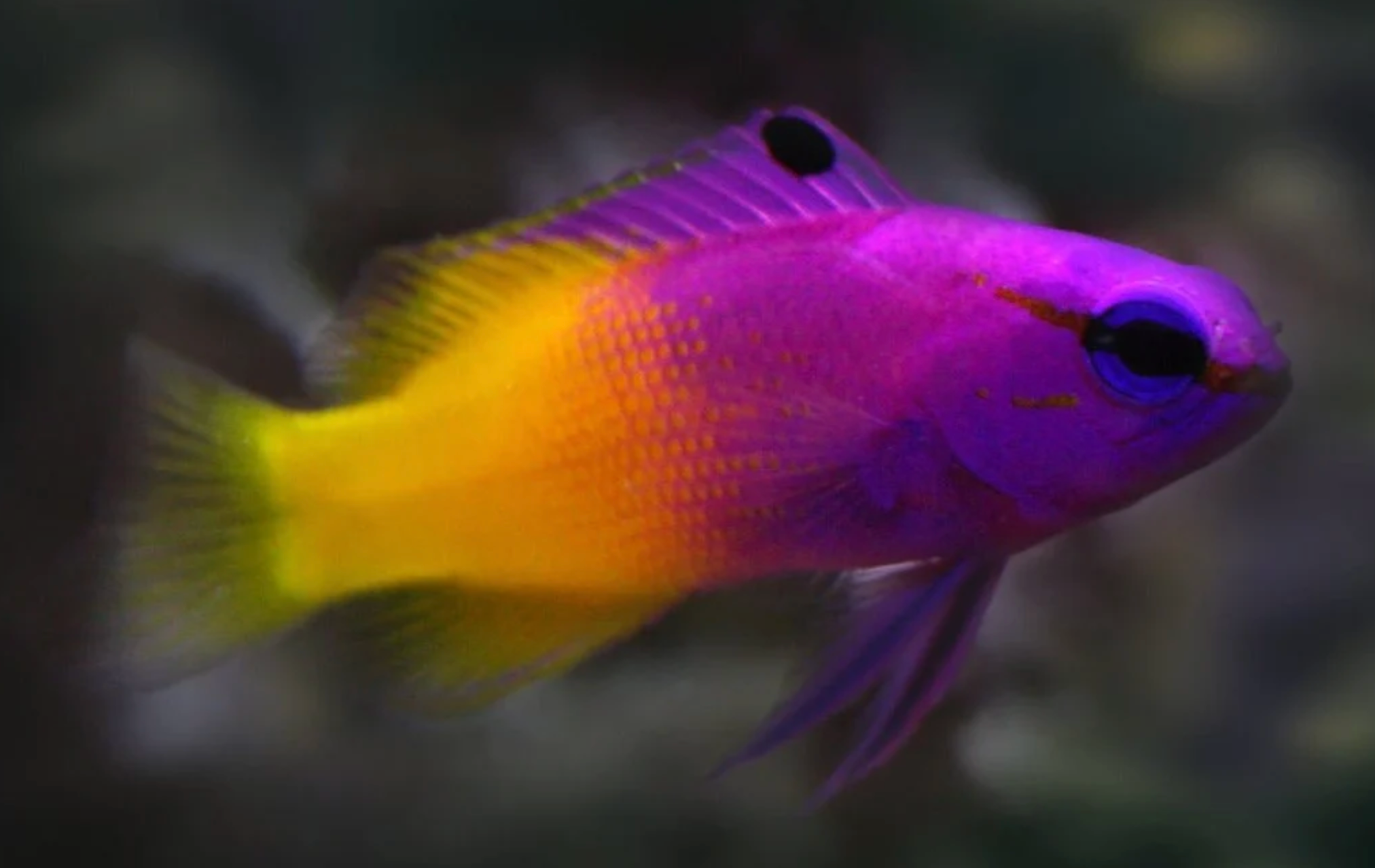 (SPECIAL ORDER) Royal Gramma