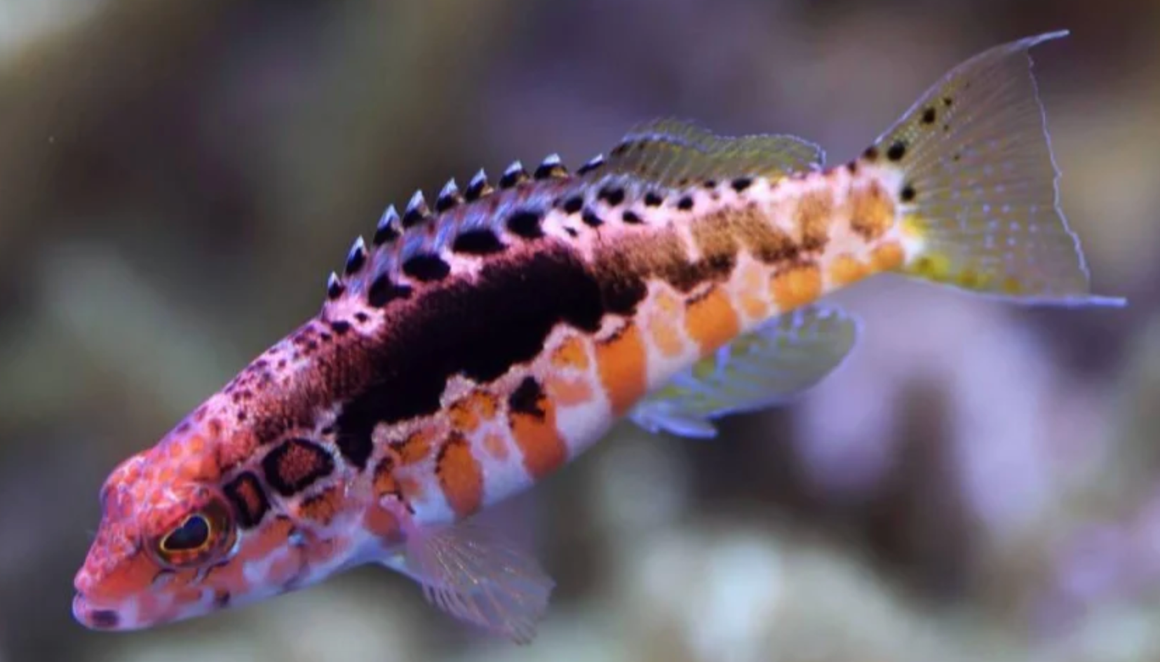 (SPECIAL ORDER) Orange Pygmy Basslet